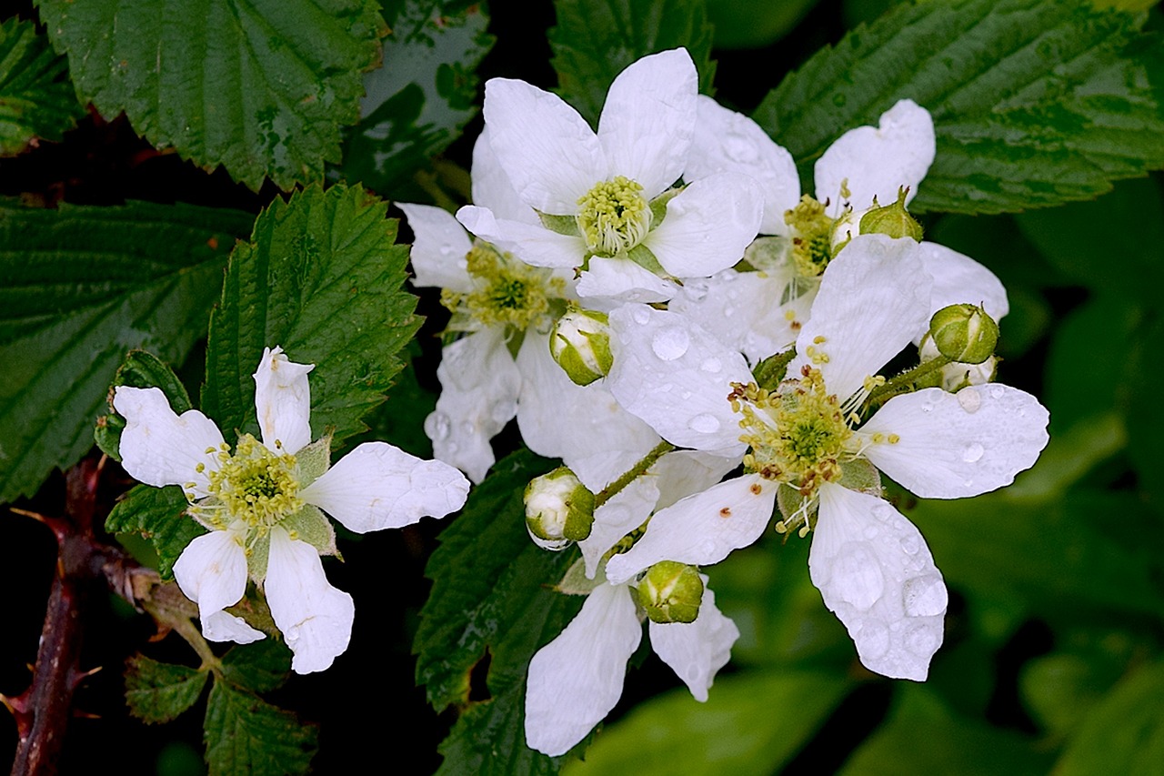 flower white petal free photo