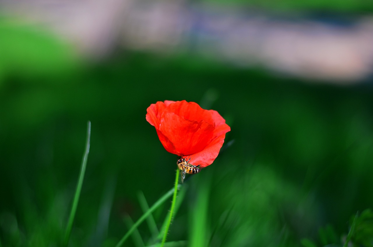 flower macro plant free photo