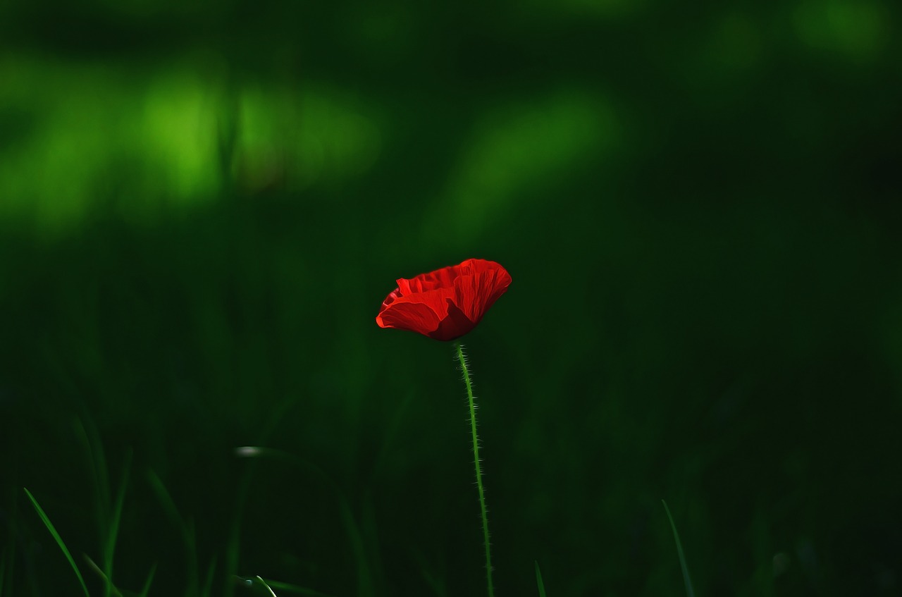 flower macro plant free photo