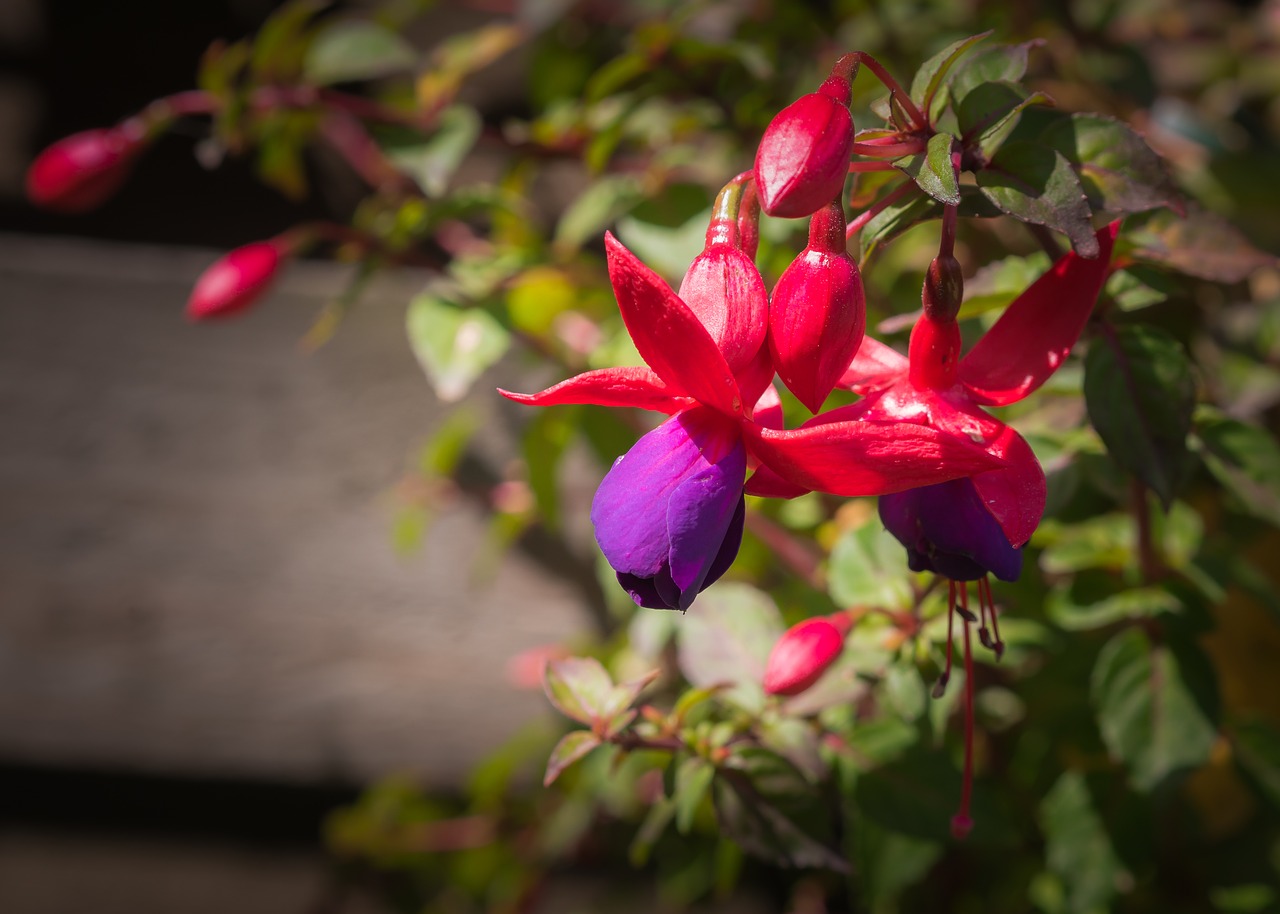 flower plant nature free photo