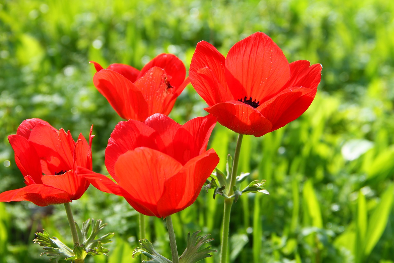 flower anemone spring free photo