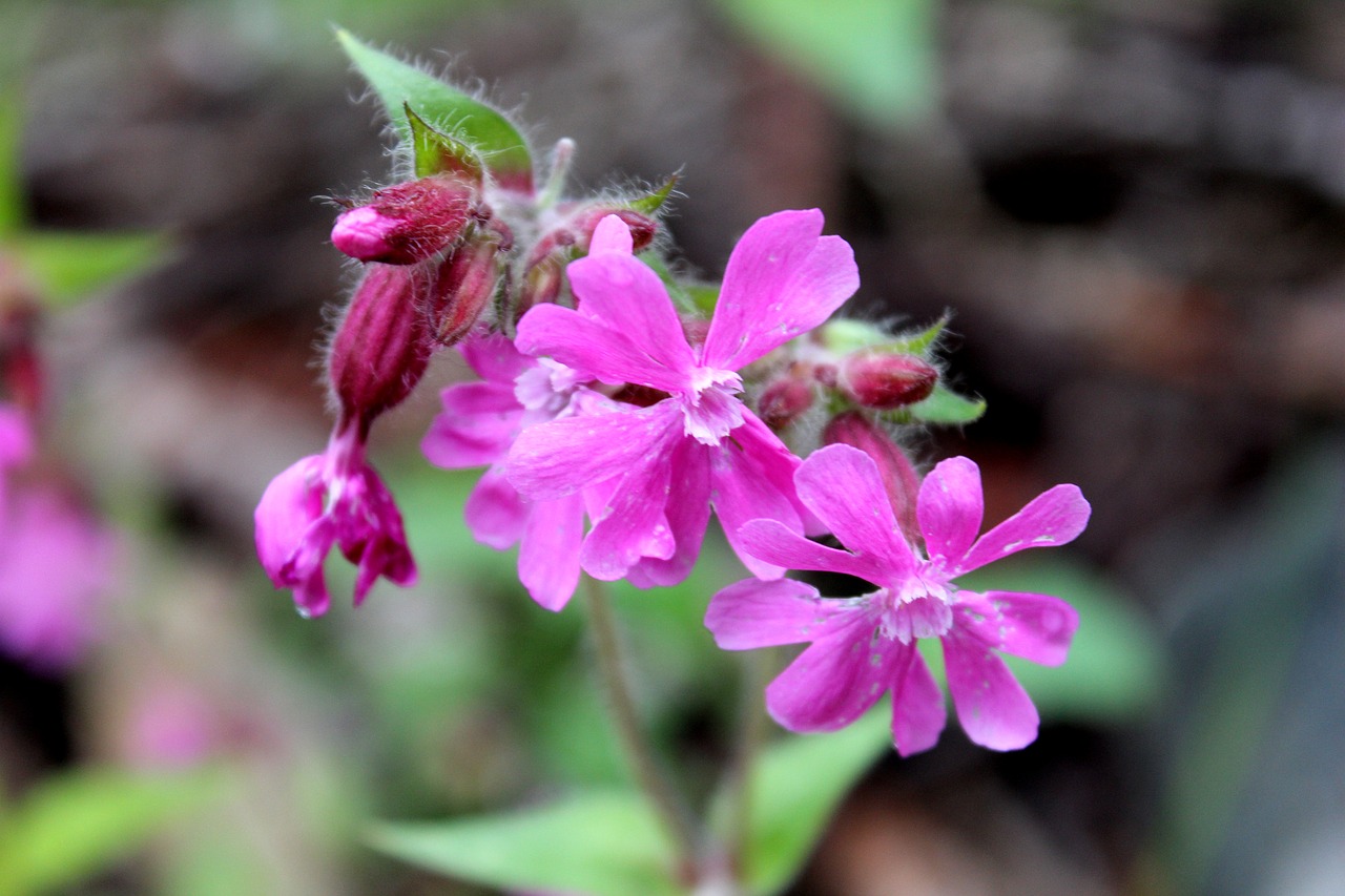 flower summer the red-ailakki free photo