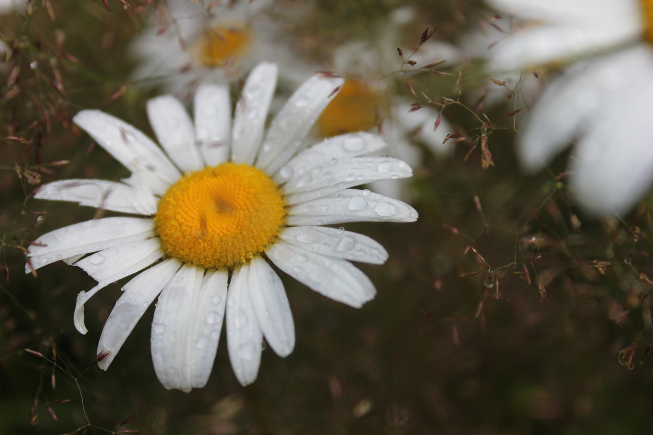 flower summer daisy free photo