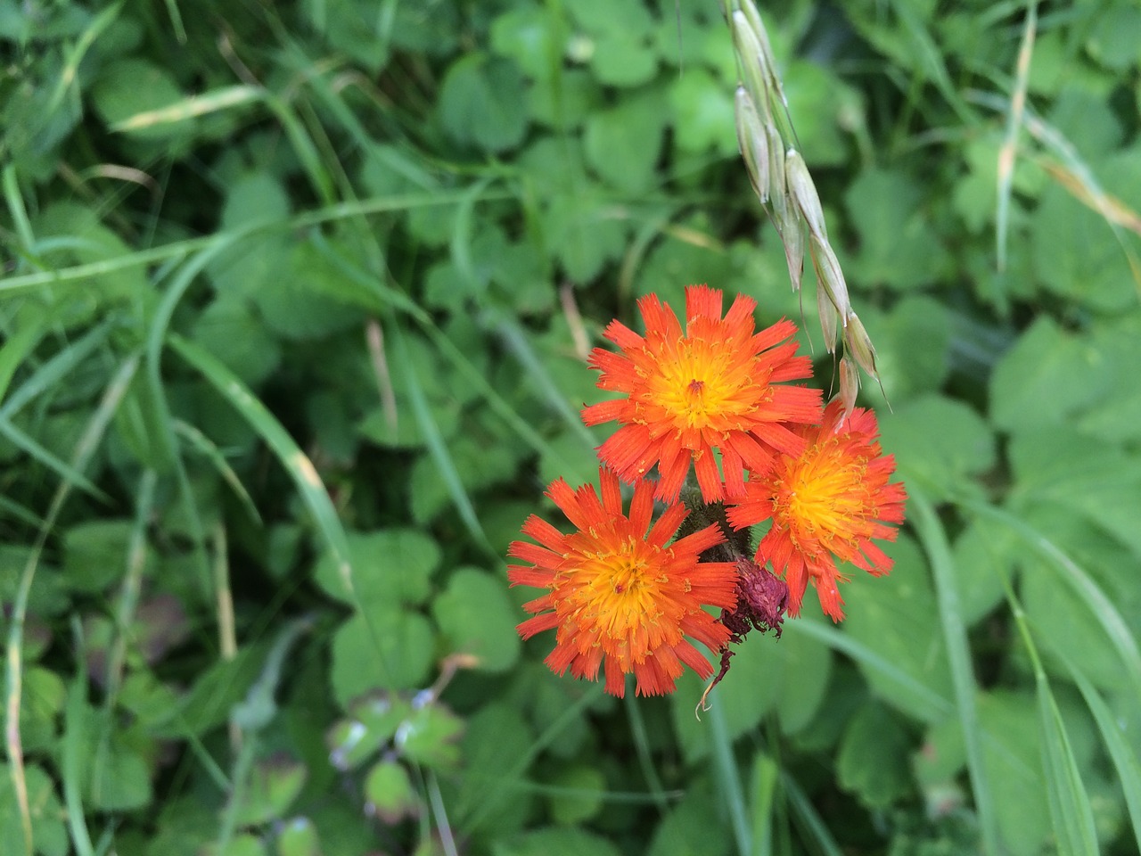 flower orange summer free photo