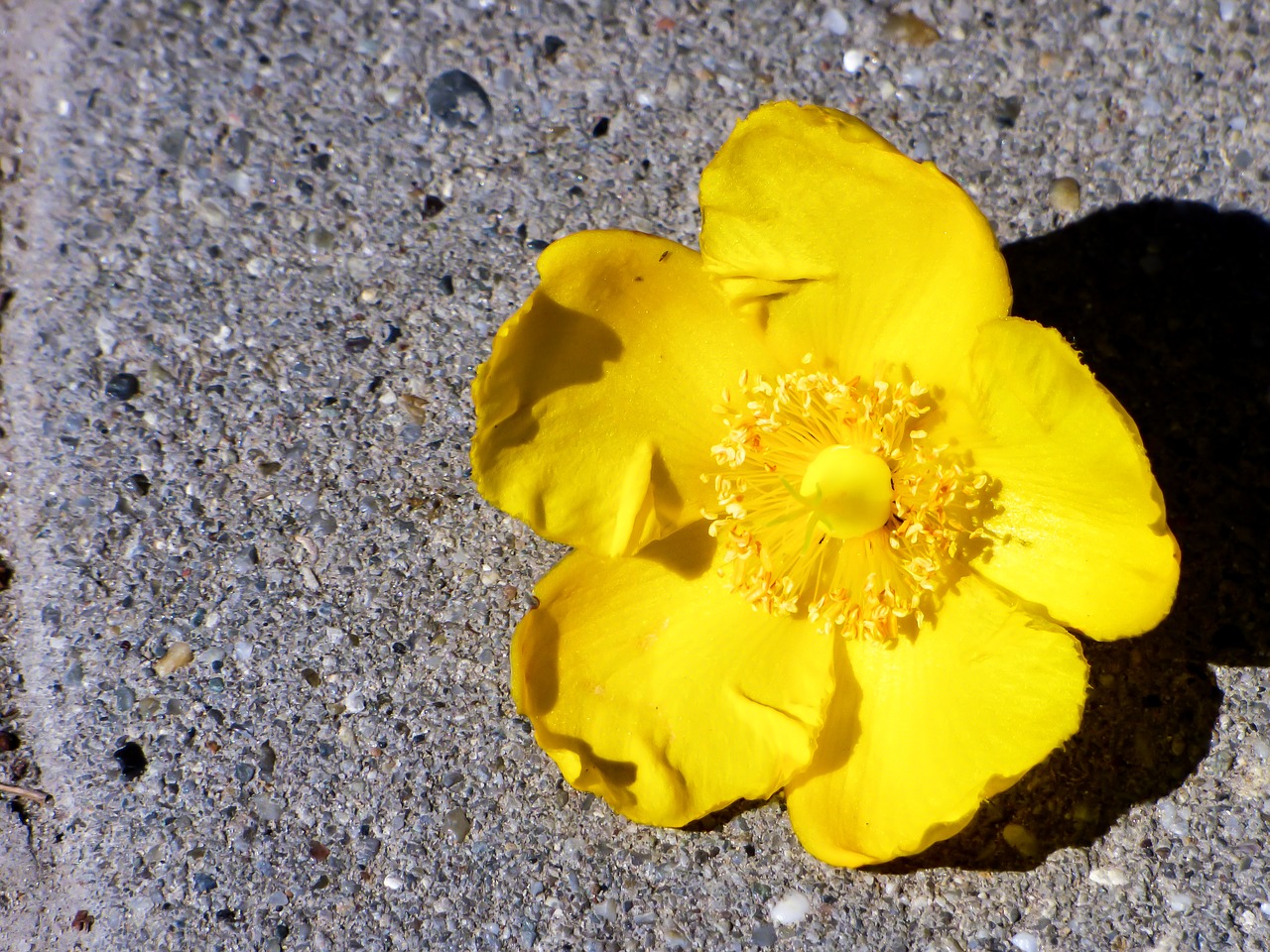 flower summer yellow free photo