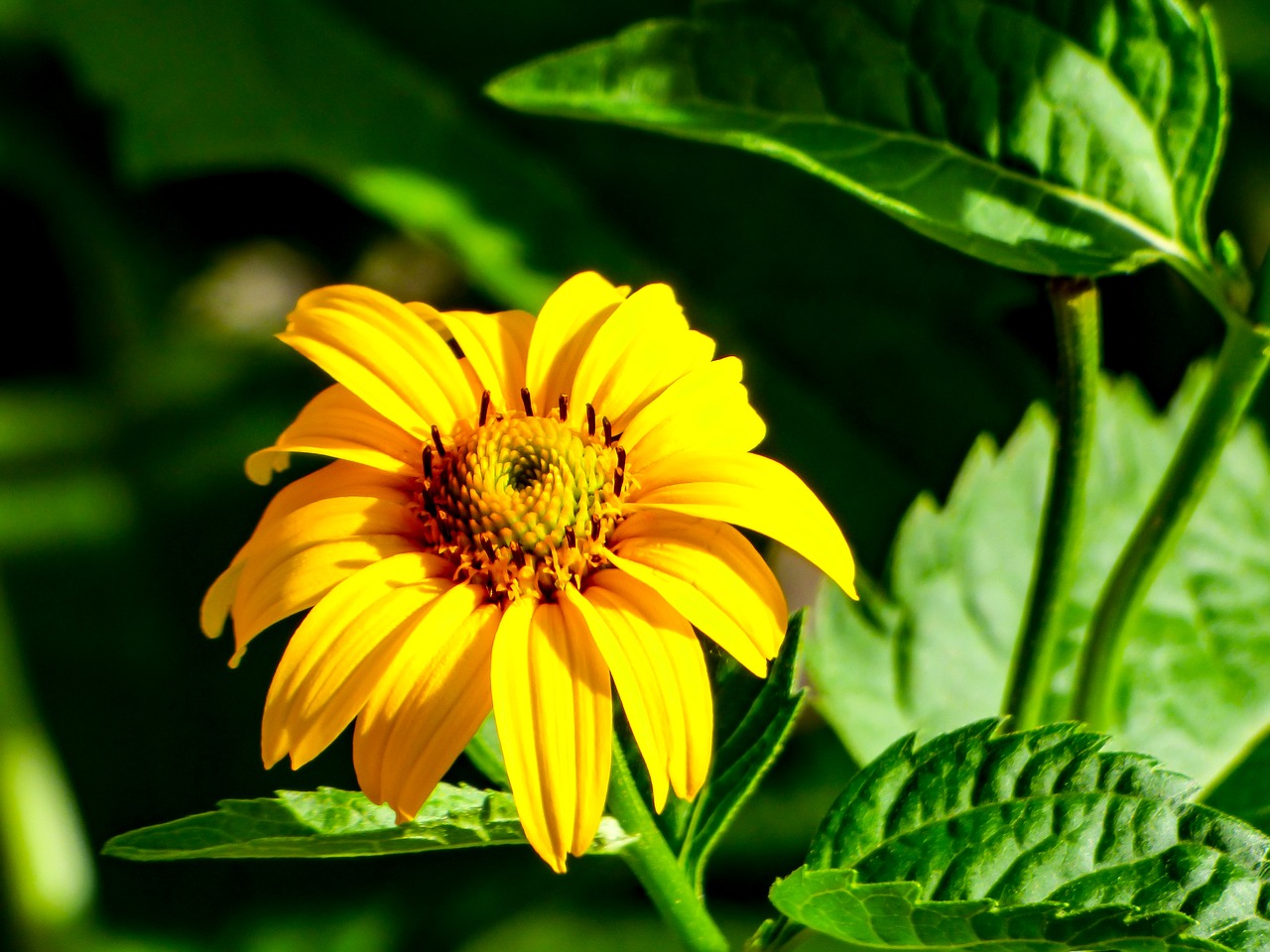 flower summer yellow free photo