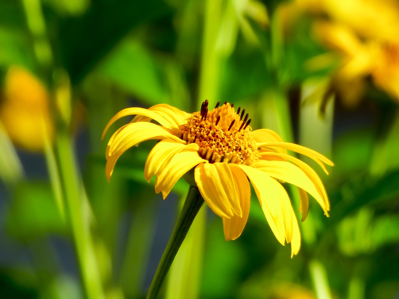 flower summer yellow free photo