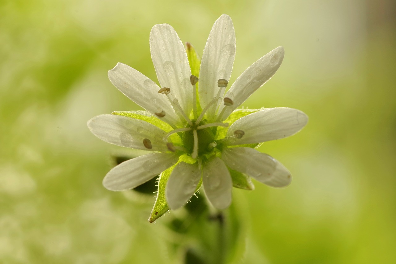 flower white clear free photo