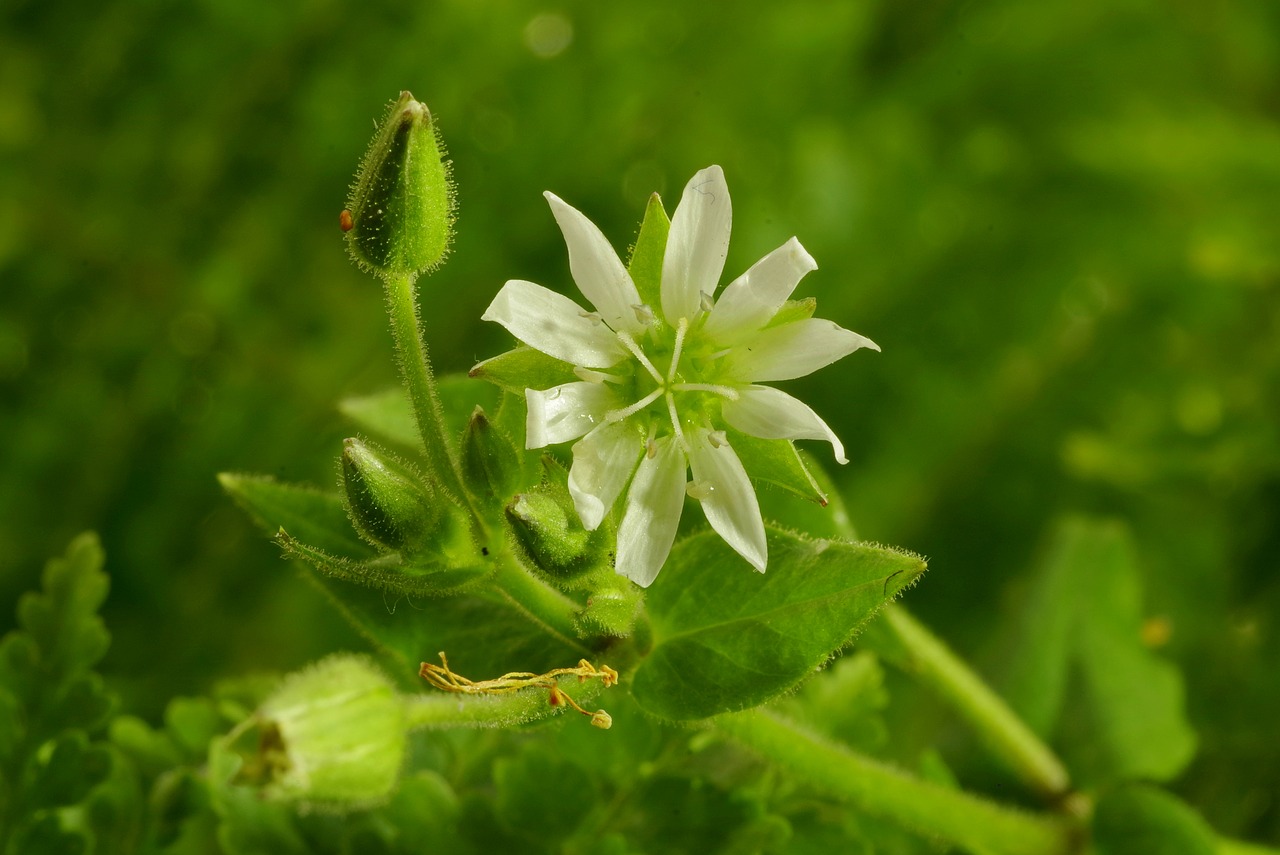 flower white clear free photo