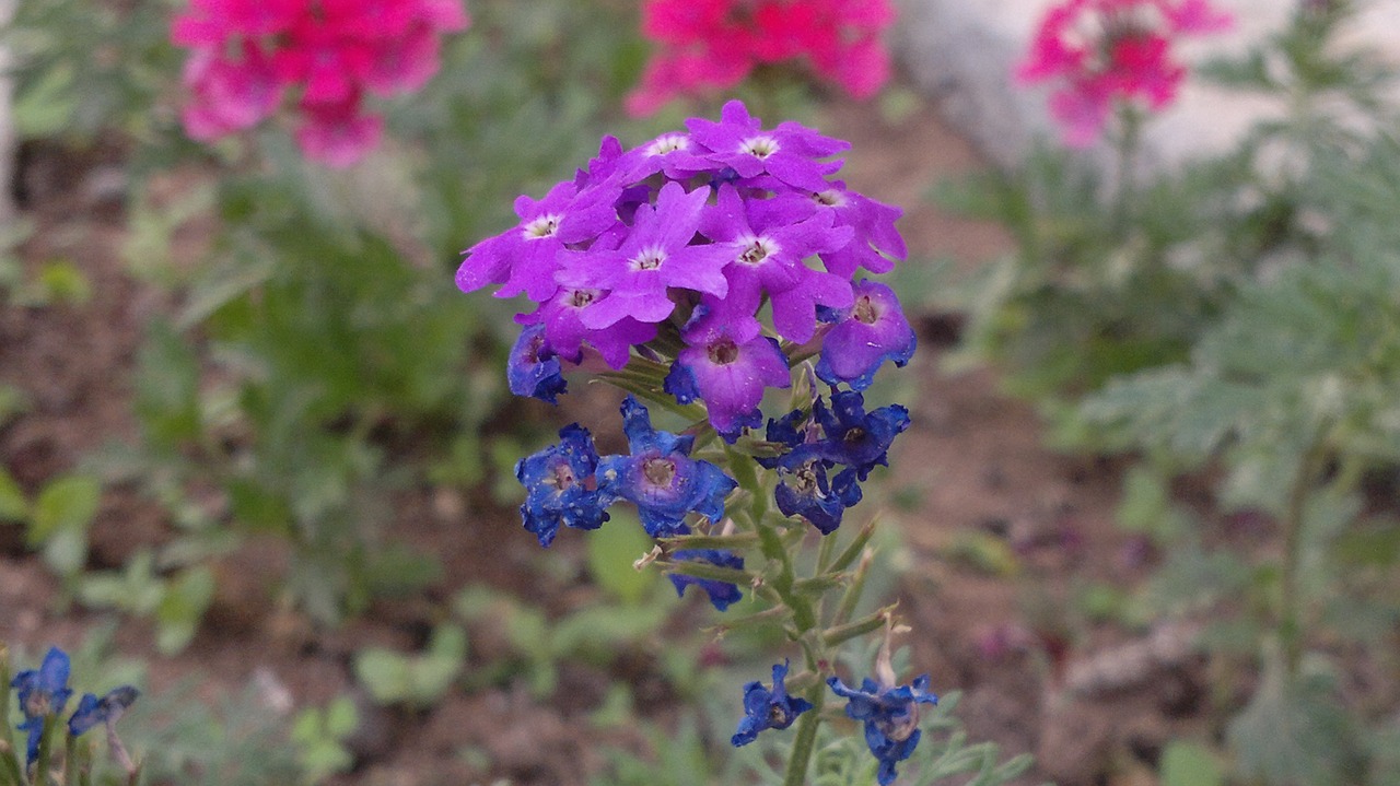 flower of my garden free photo