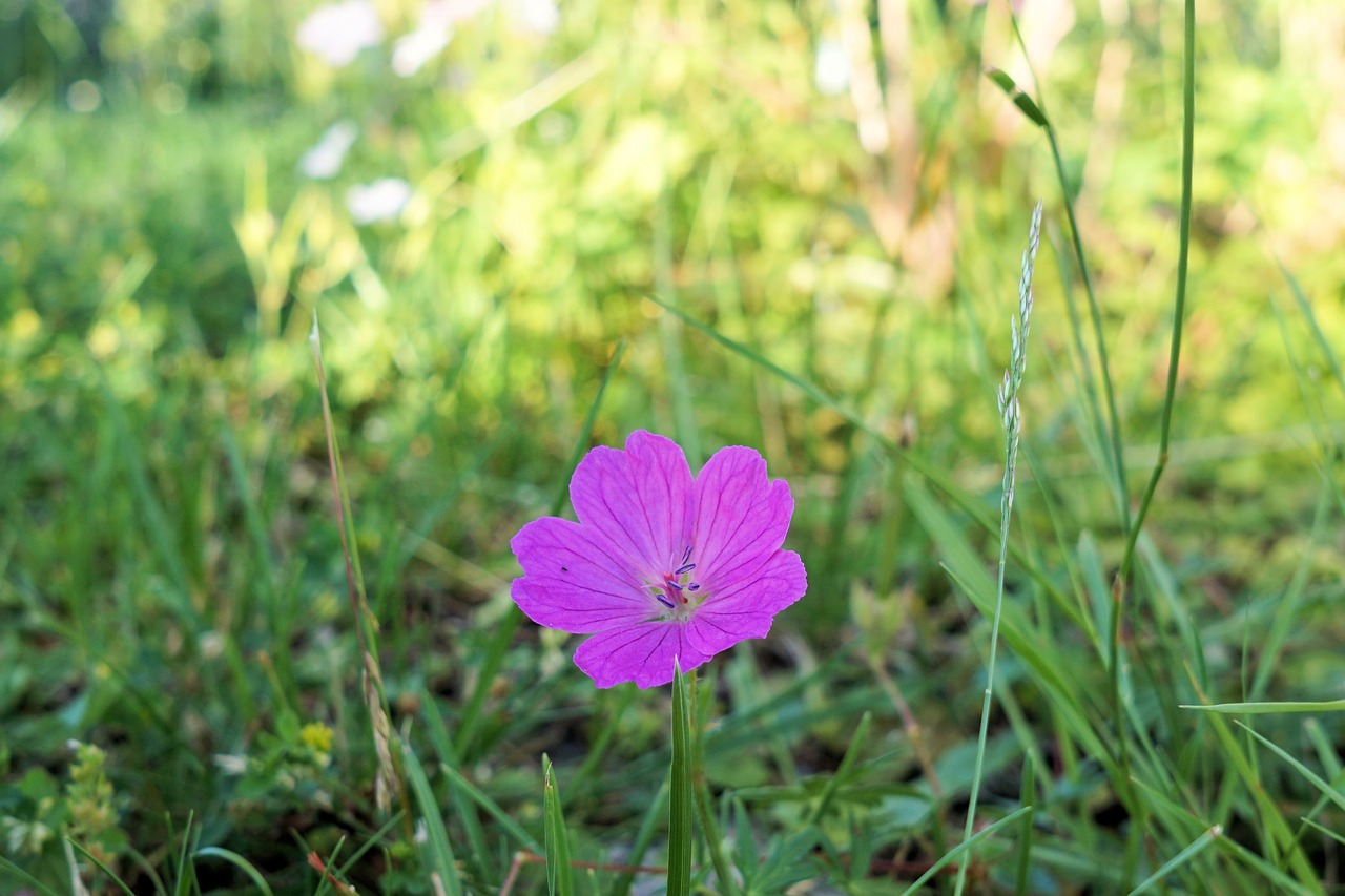 flower blossom bloom free photo