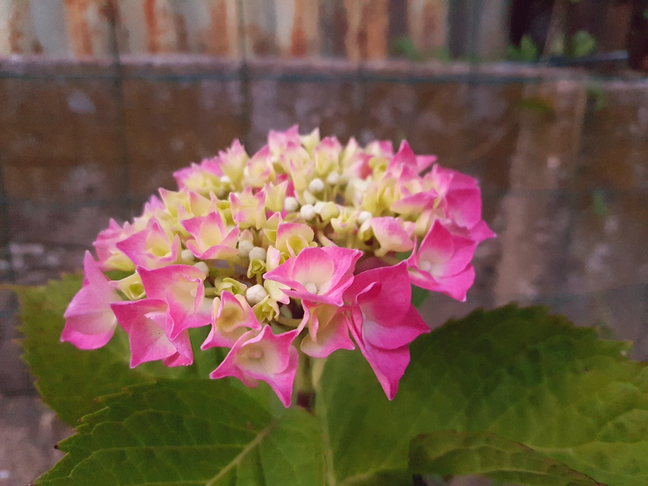 flower garden pink free photo