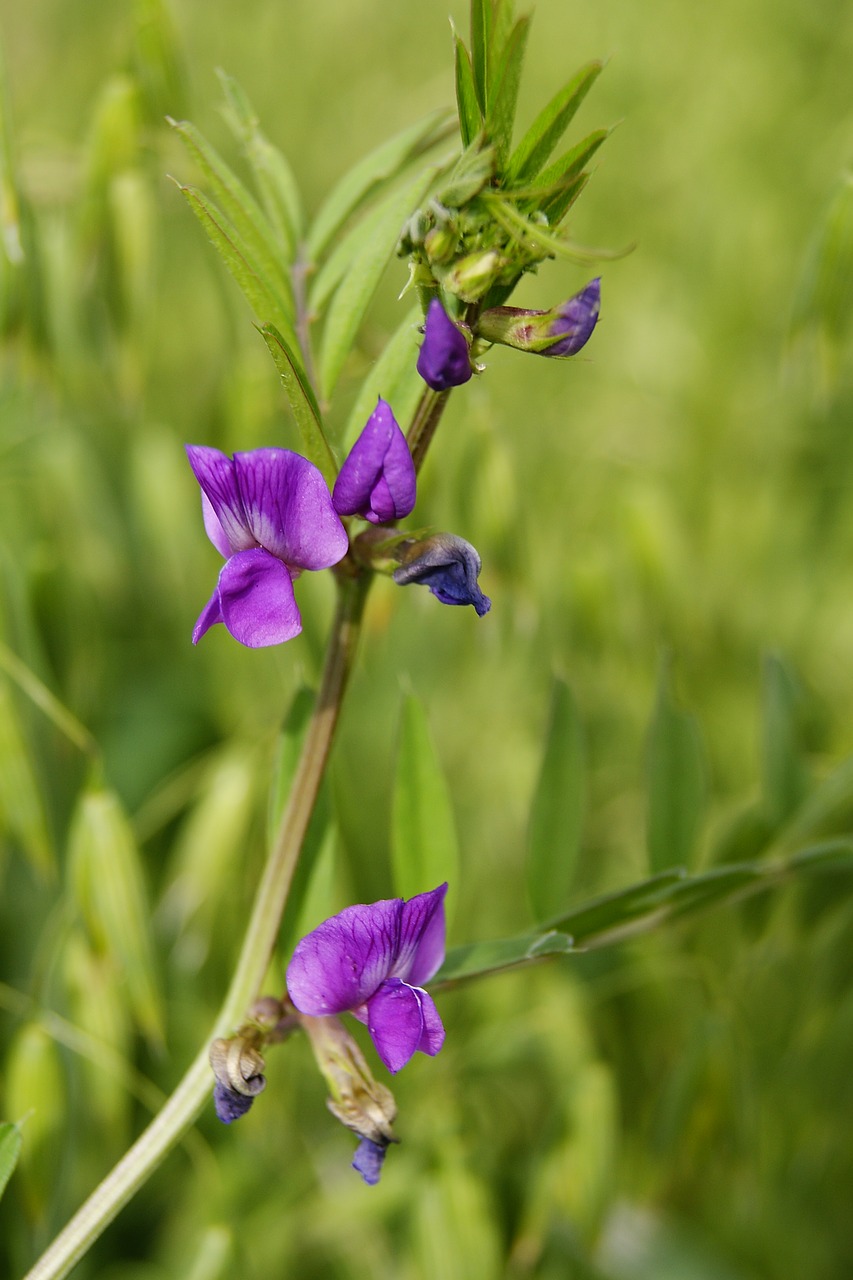 flower field weed free photo