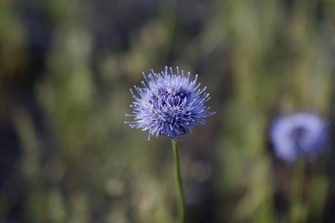 flower violet spring free photo