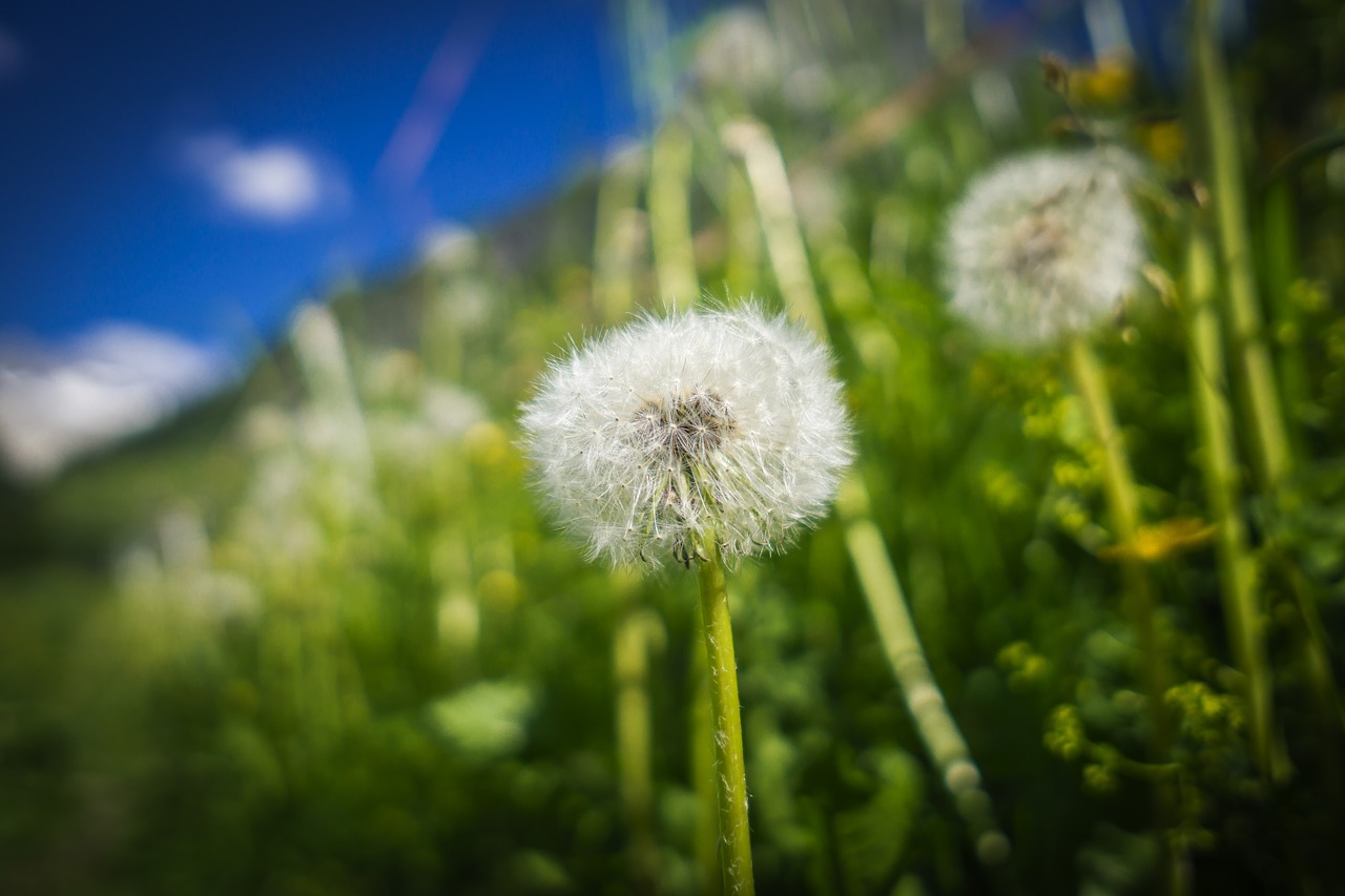 flower meadow nature free photo