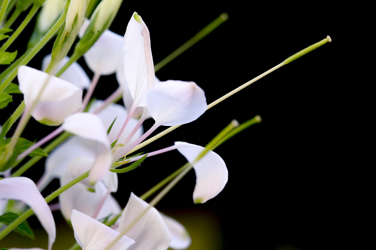 flower nice background free photo