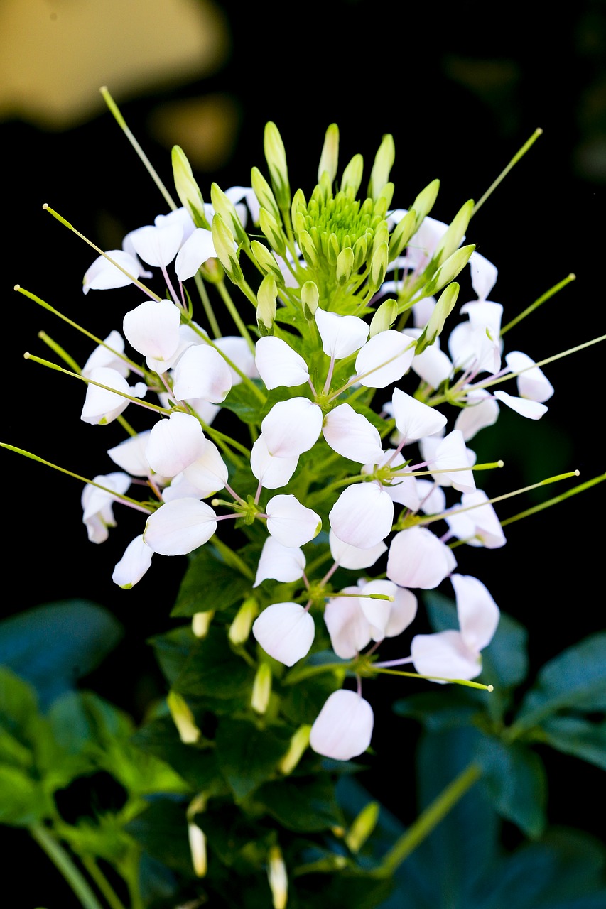 flower nice background free photo