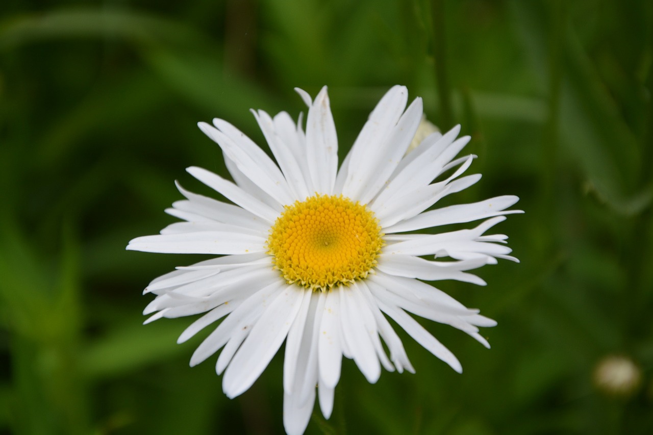 flower nature marguerite free photo