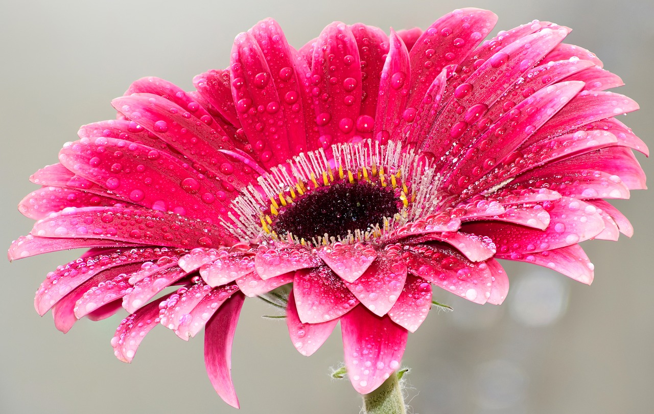 flower pink beauty free photo