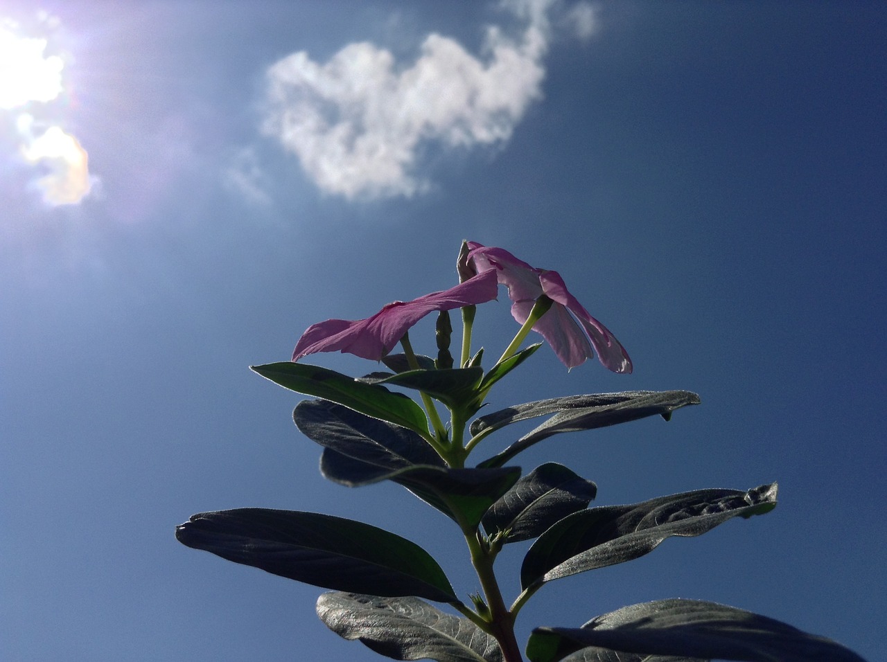 flower sol clouds free photo