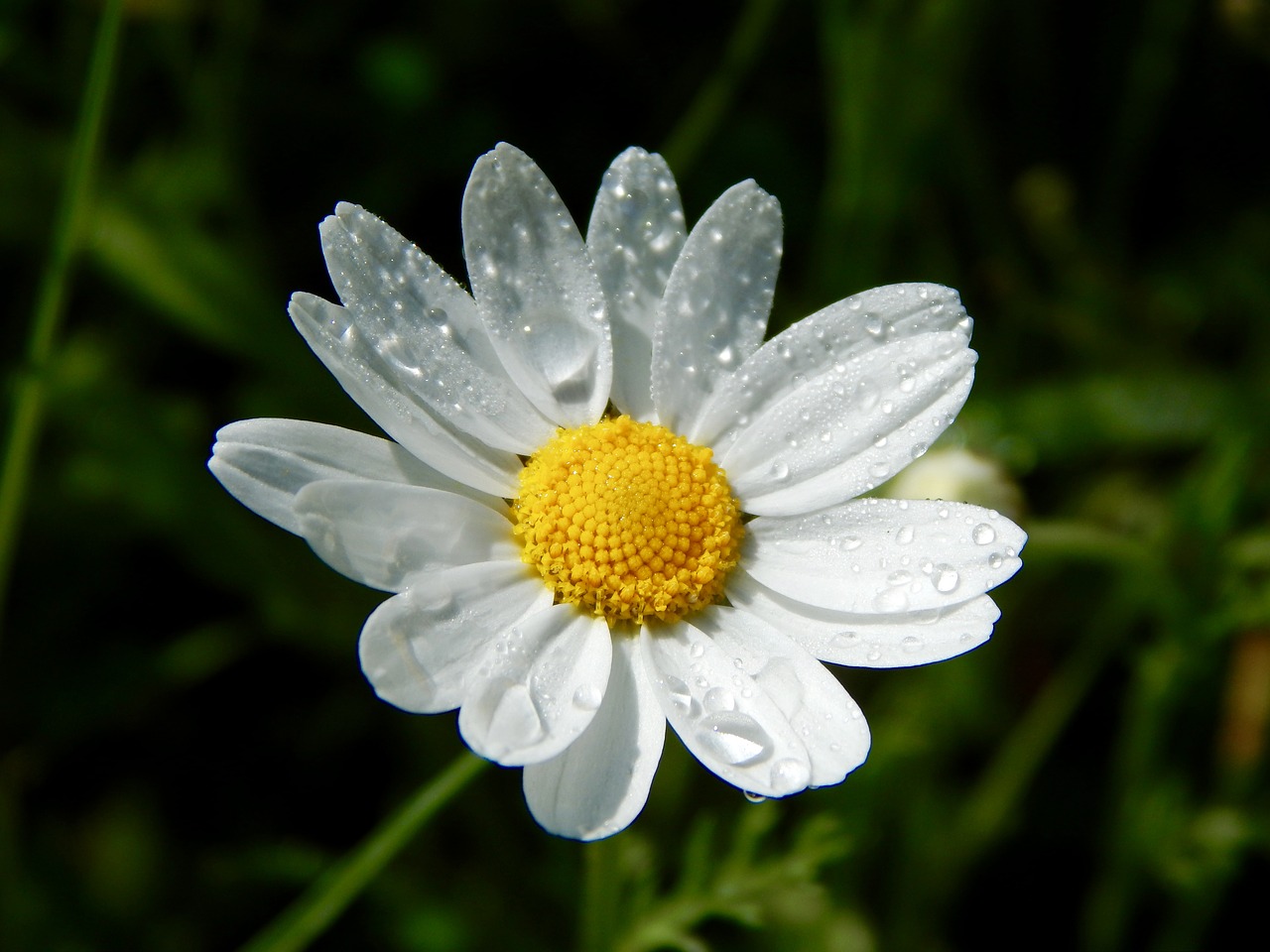 flower nature daisies free photo