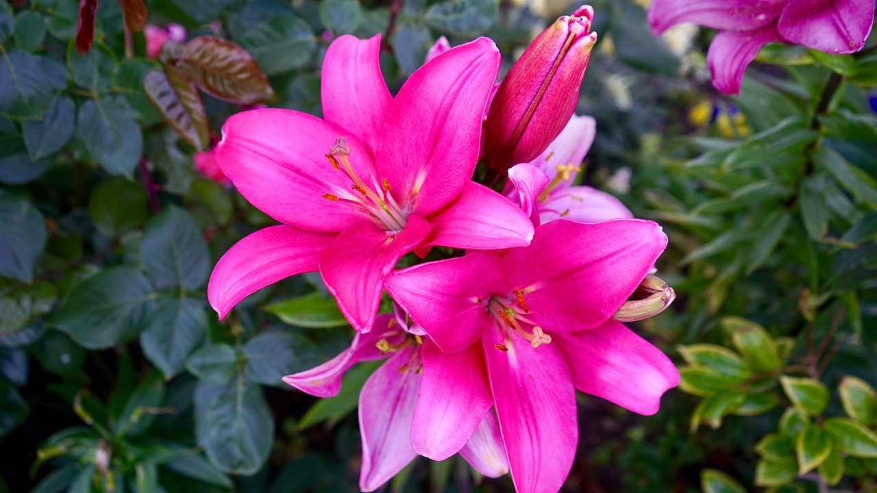 flower pink pink flowers free photo