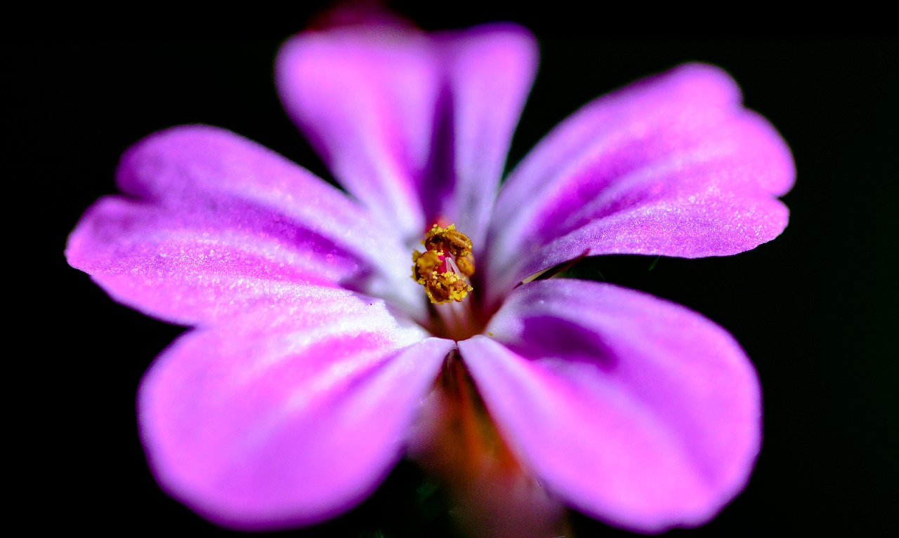 flower purple pink free photo