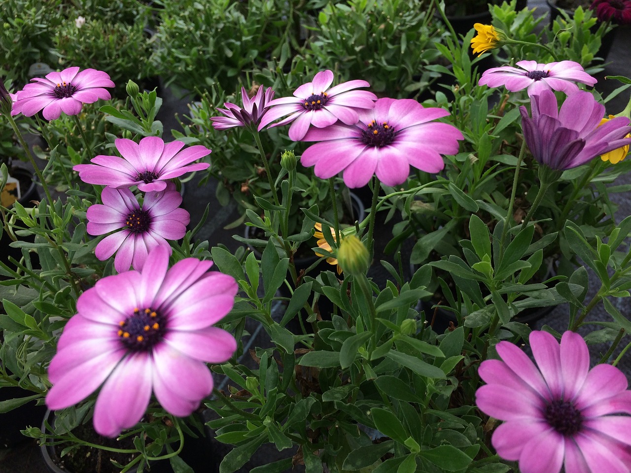 flower plant pink flower free photo