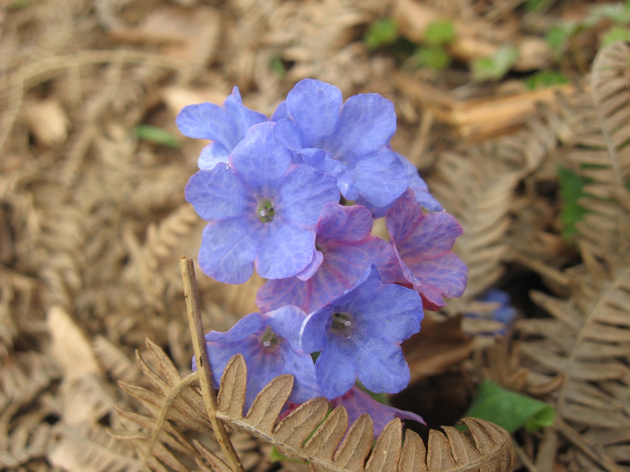 flower wild forest free photo