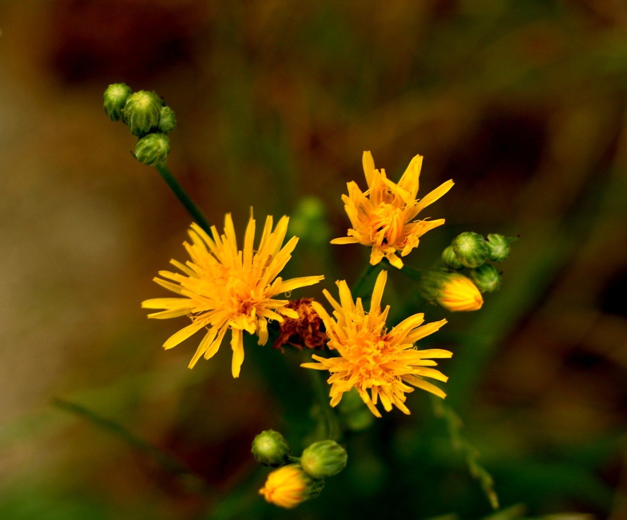 flower morning nature free photo