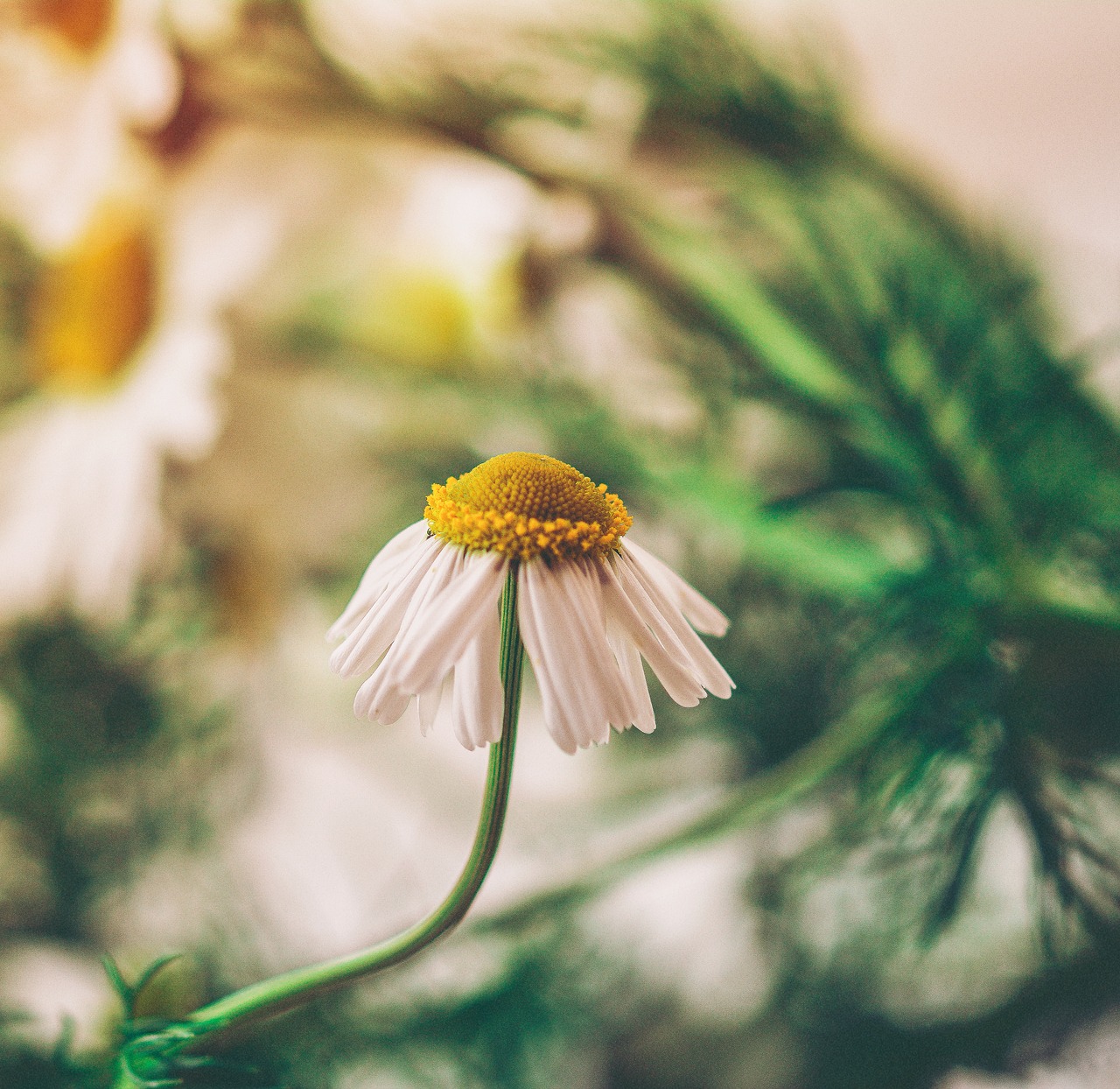 flower chamomile nature free photo