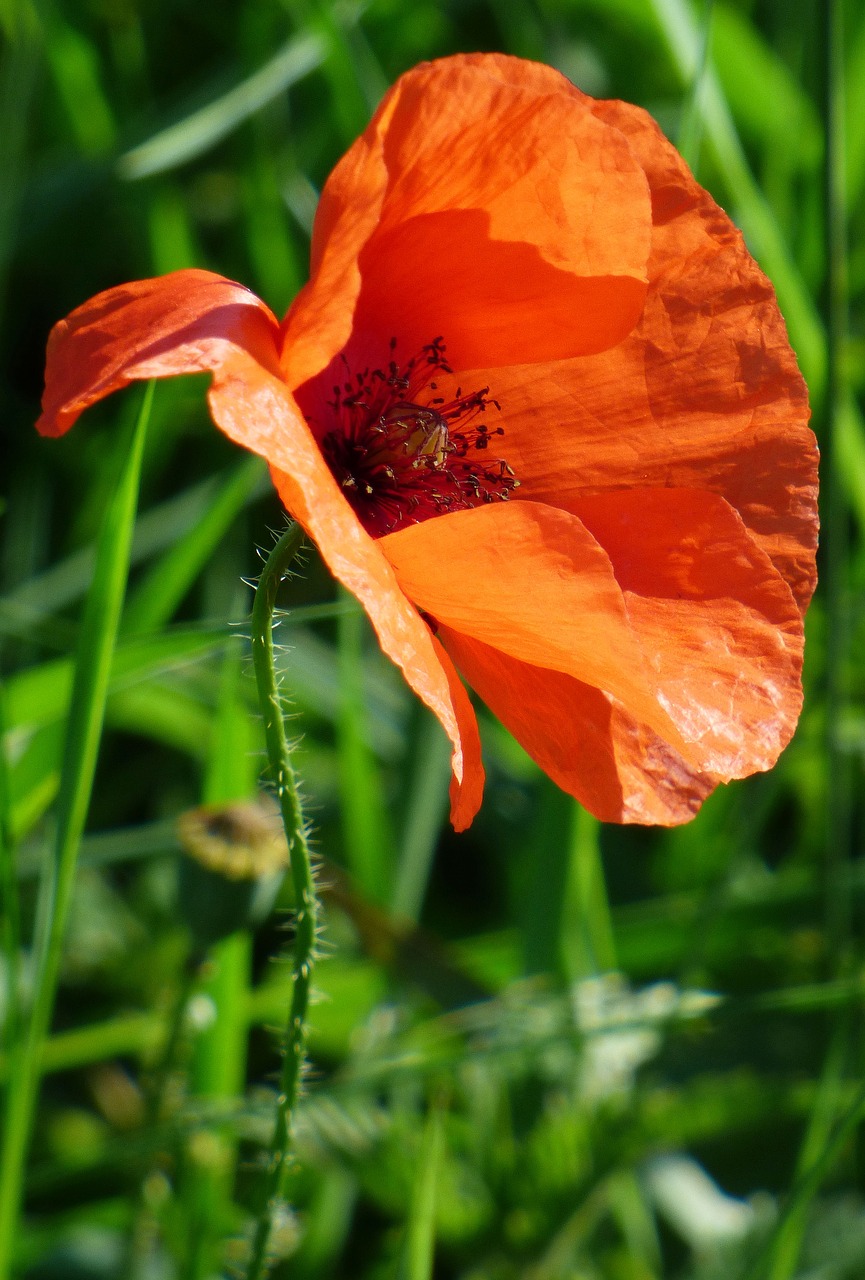 flower summer poppy free photo