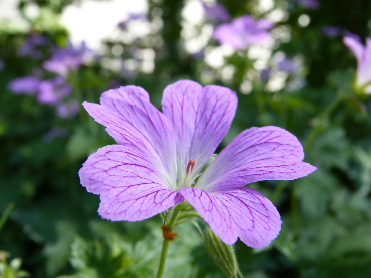 flower nature garden free photo