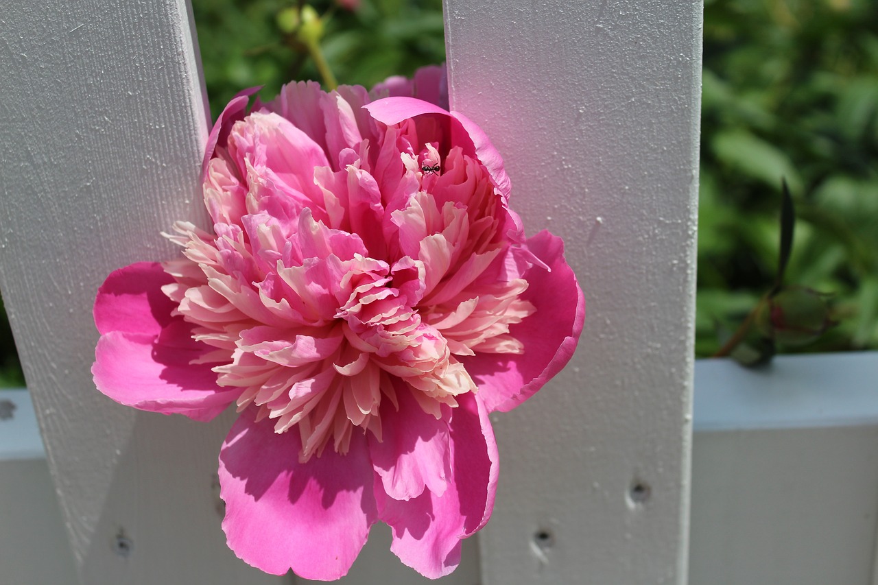 flower pink blossom free photo