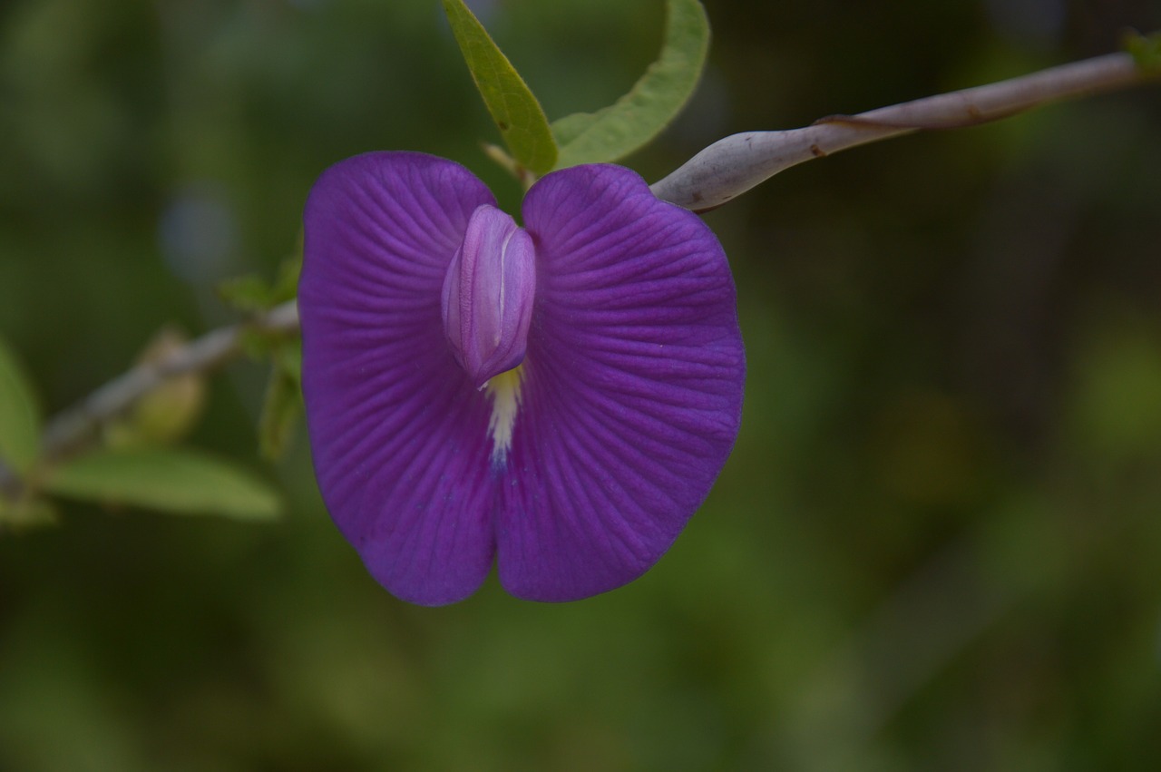 flower violet rarity free photo