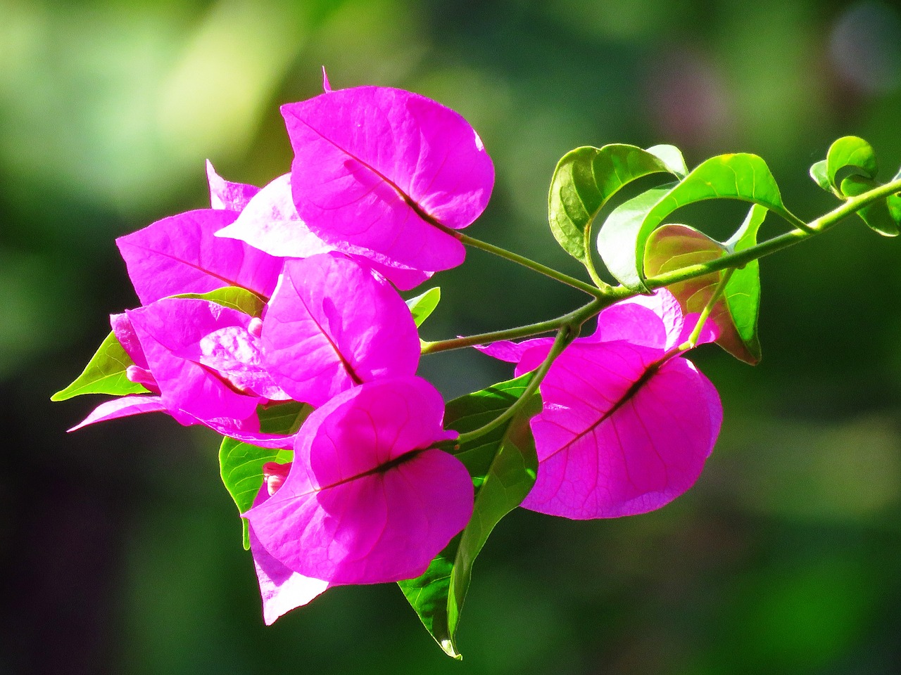 flower pink close up free photo