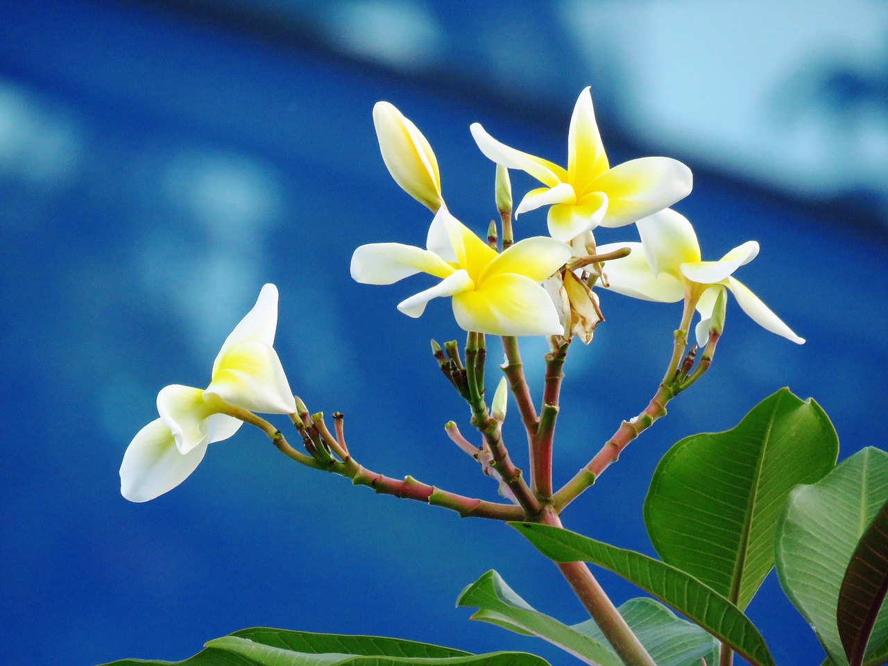 flower close up nature free photo