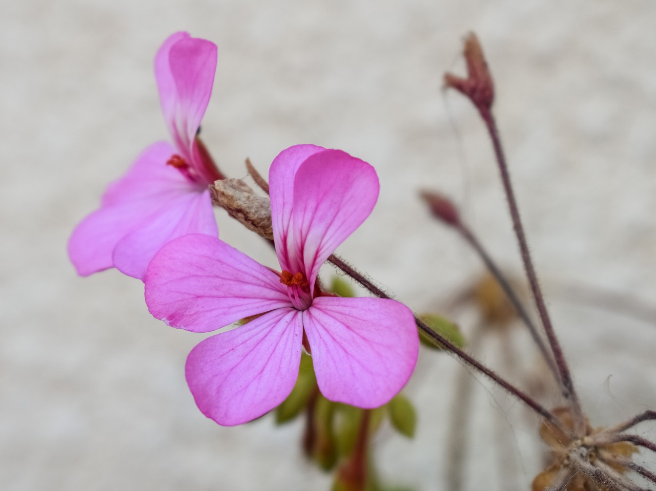 flower pink nature free photo