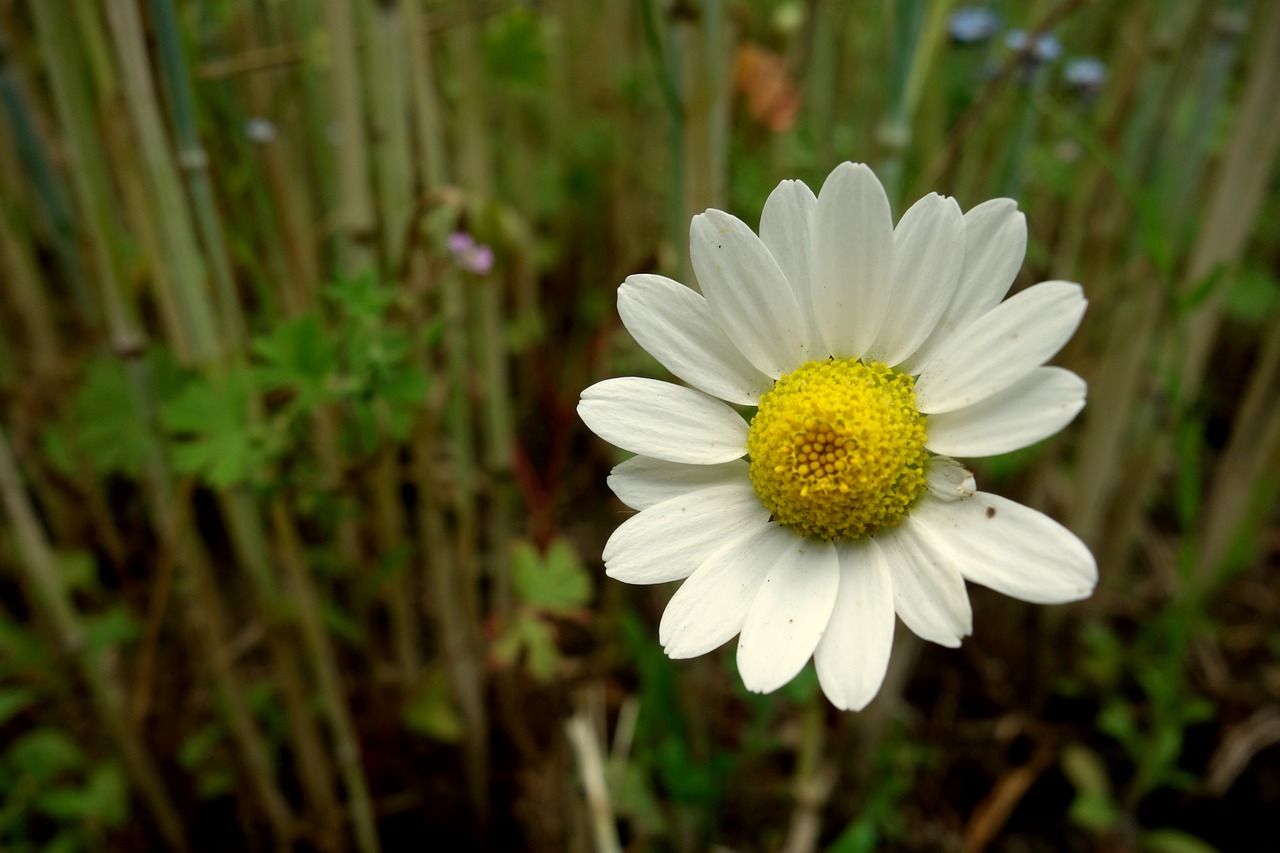 flower chamomile field free photo