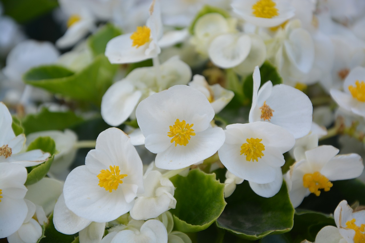 flower white nature free photo