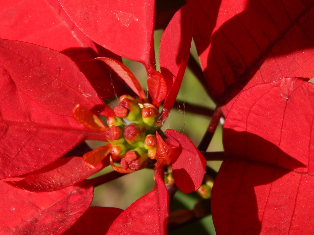 flower red flower pistils free photo