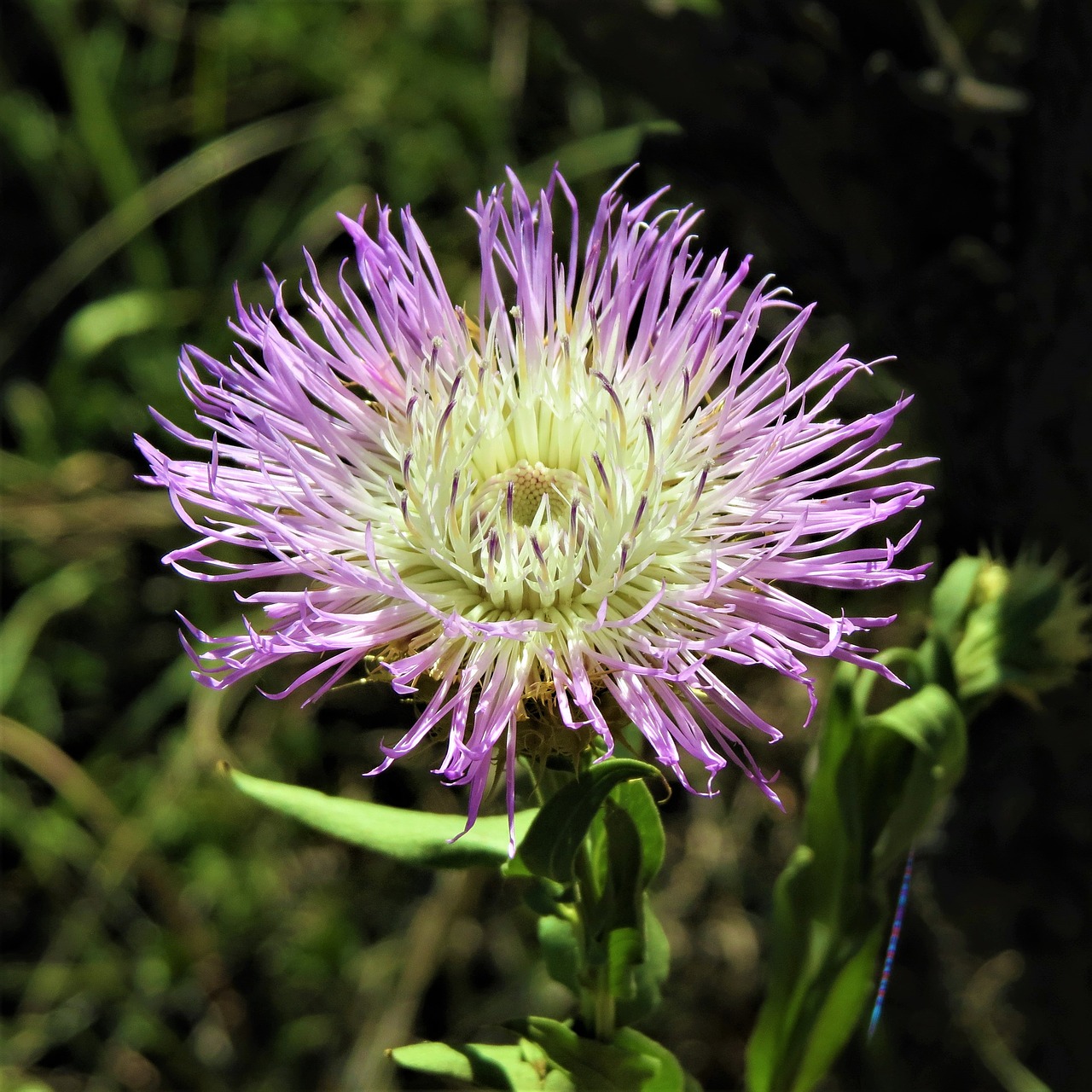 flower blue white free photo