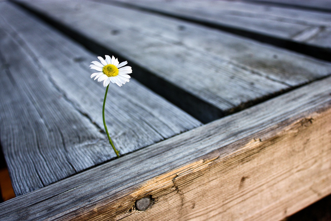 flower daisy pier free photo