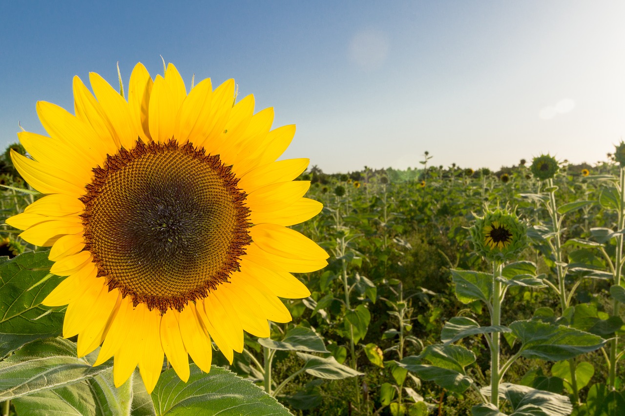 flower sunflowers plant free photo