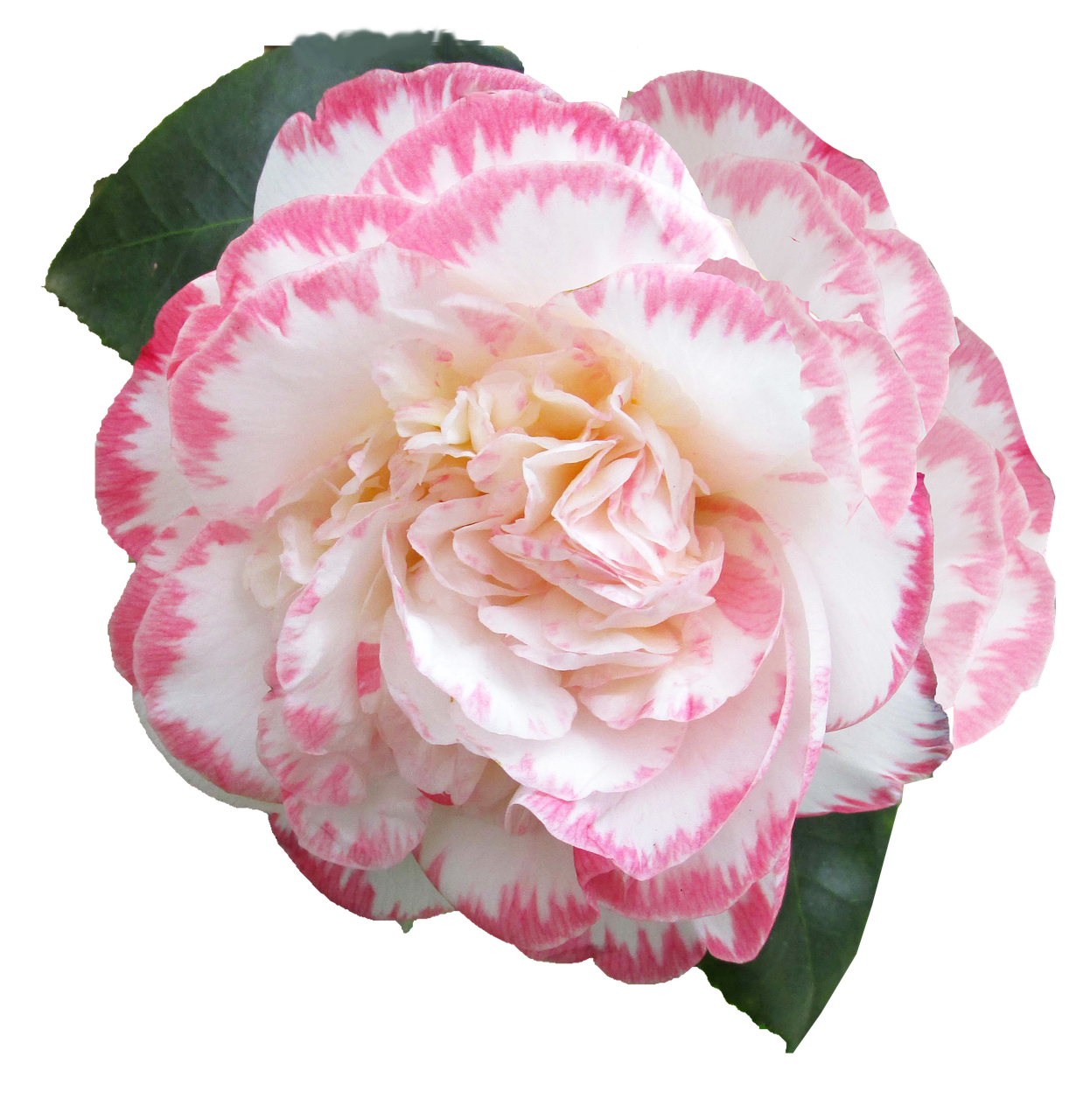 flower camellia cut free photo