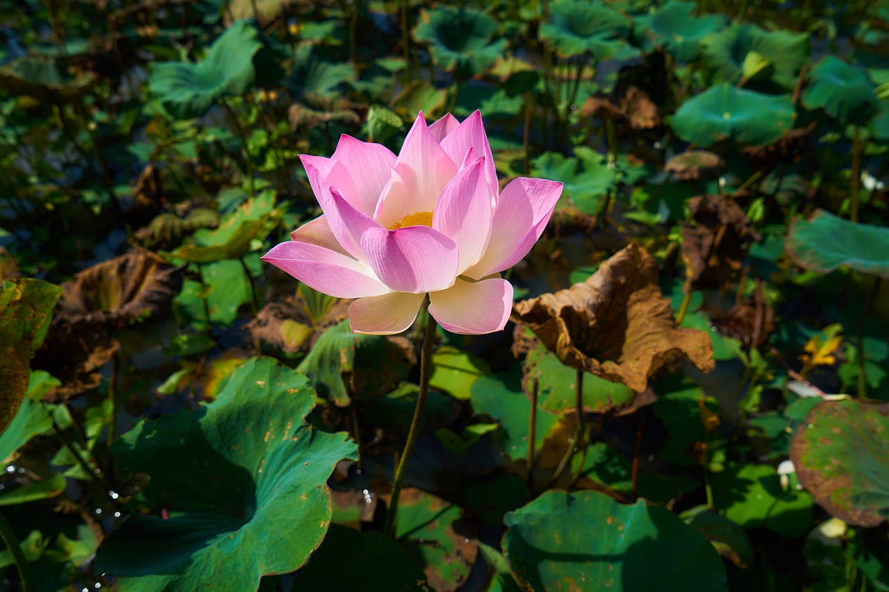 flower lotus nature free photo