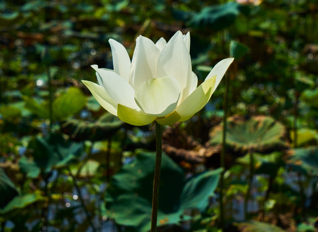 flower lotus nature free photo