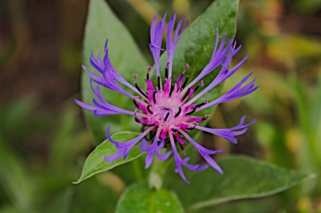 flower violet nature free photo