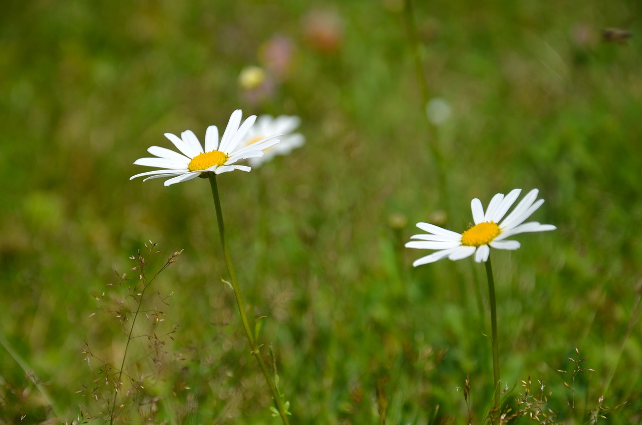 flower keywords fotomontáž meadow free photo