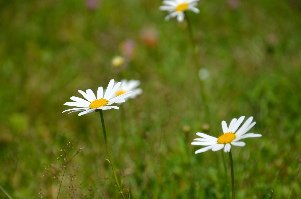 flower keywords fotomontáž meadow free photo